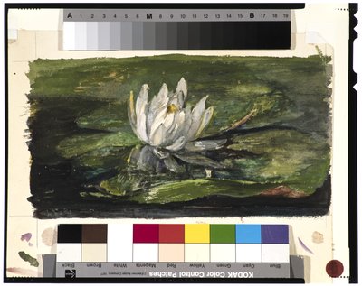 Water Lily in Sunlight, 1881 by John La Farge or Lafarge